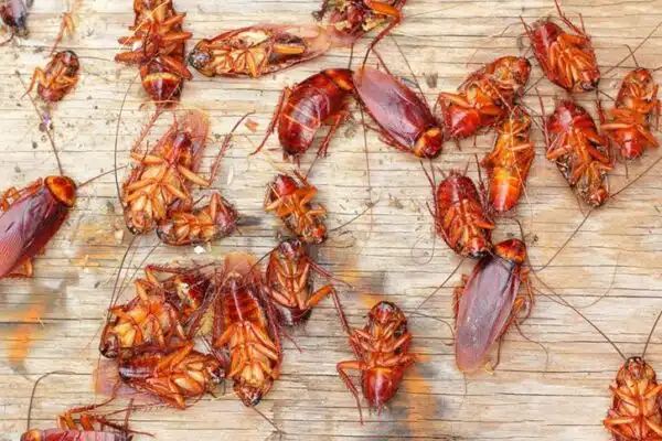 Comment éliminer efficacement les petits insectes marrons dans votre maison ?